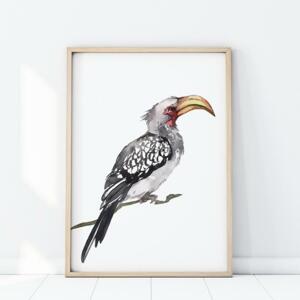 Safari plagát s portrétom vtáka toko